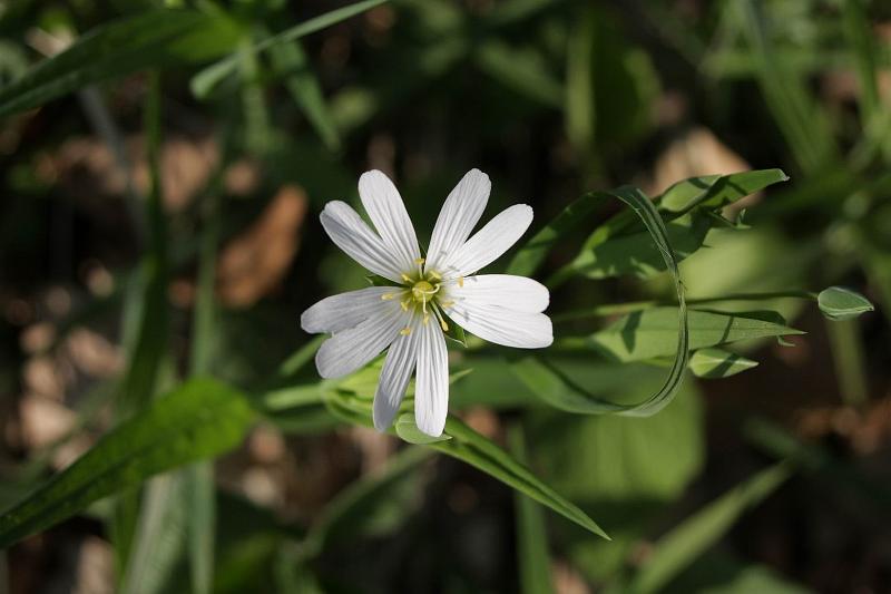 Pvodn obrzek